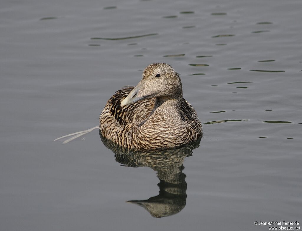 Common Eider