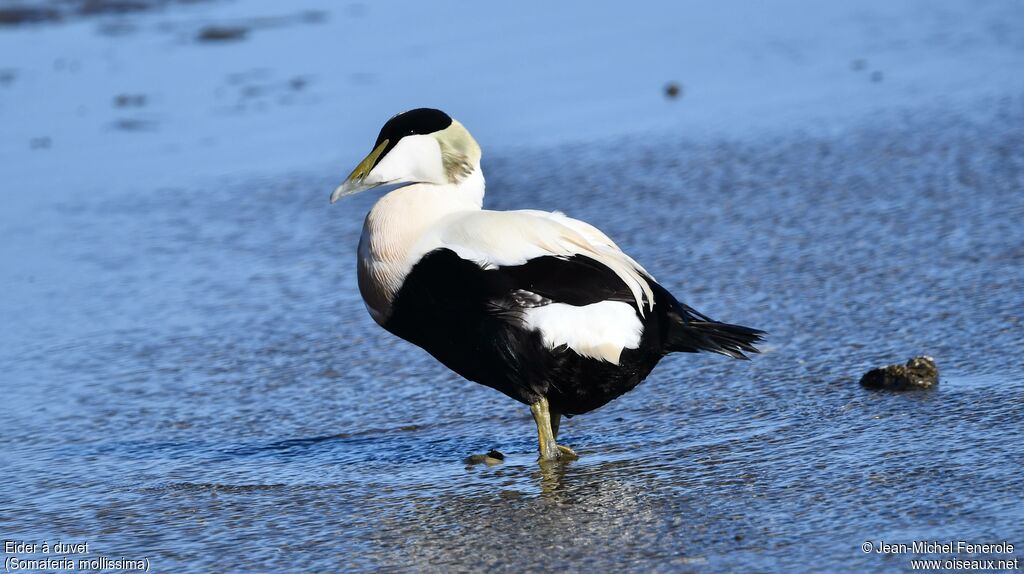 Eider à duvet