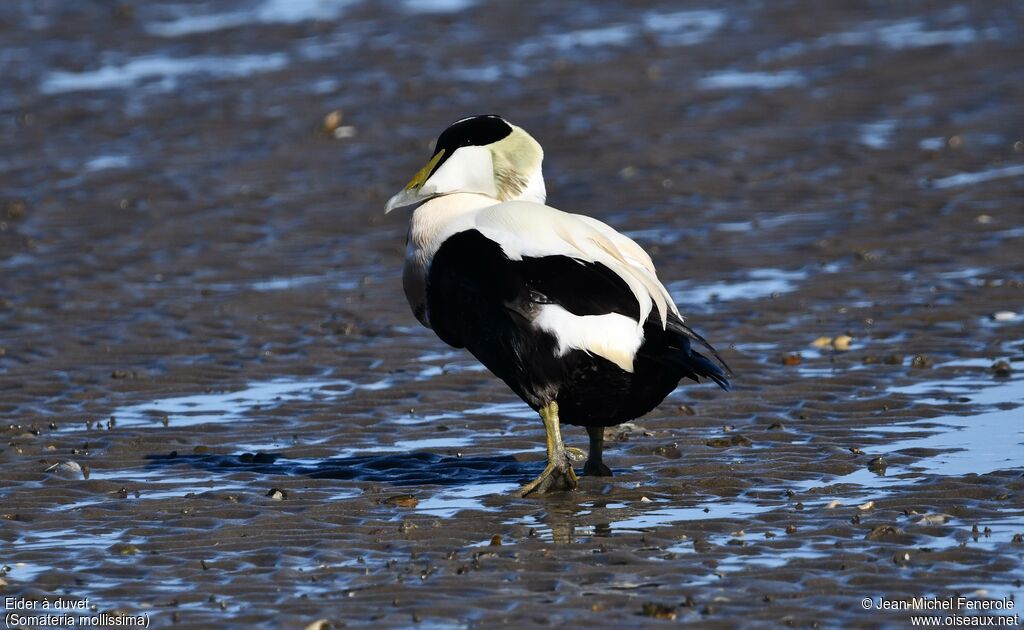 Eider à duvet
