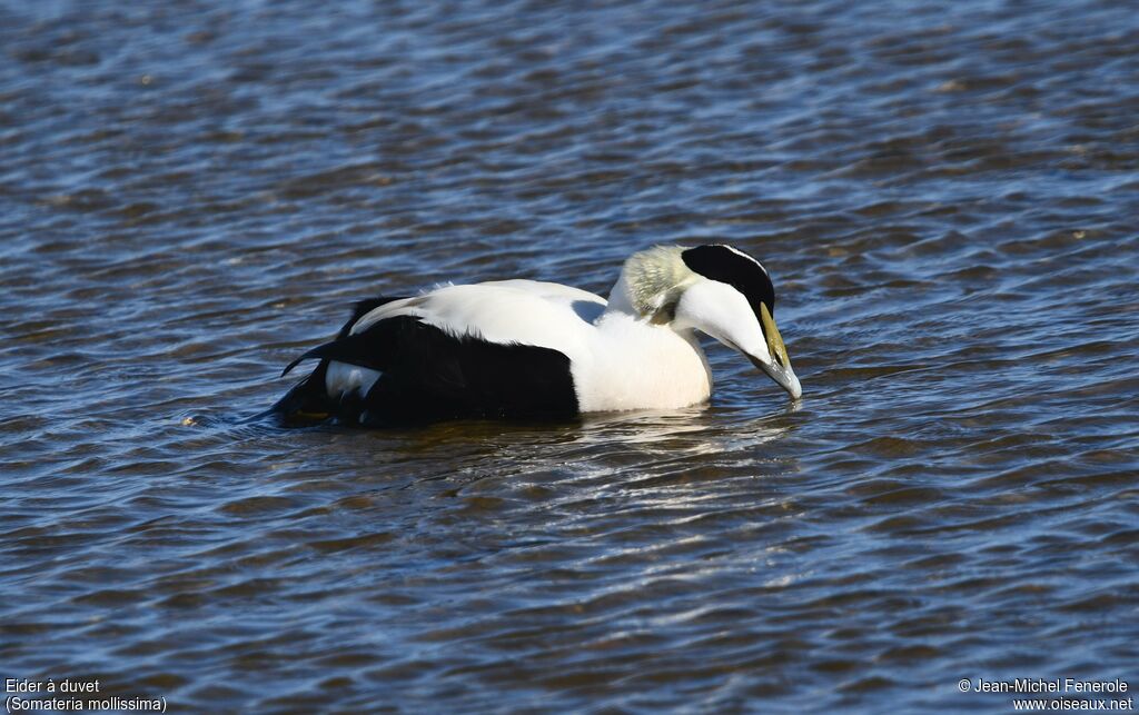 Eider à duvet