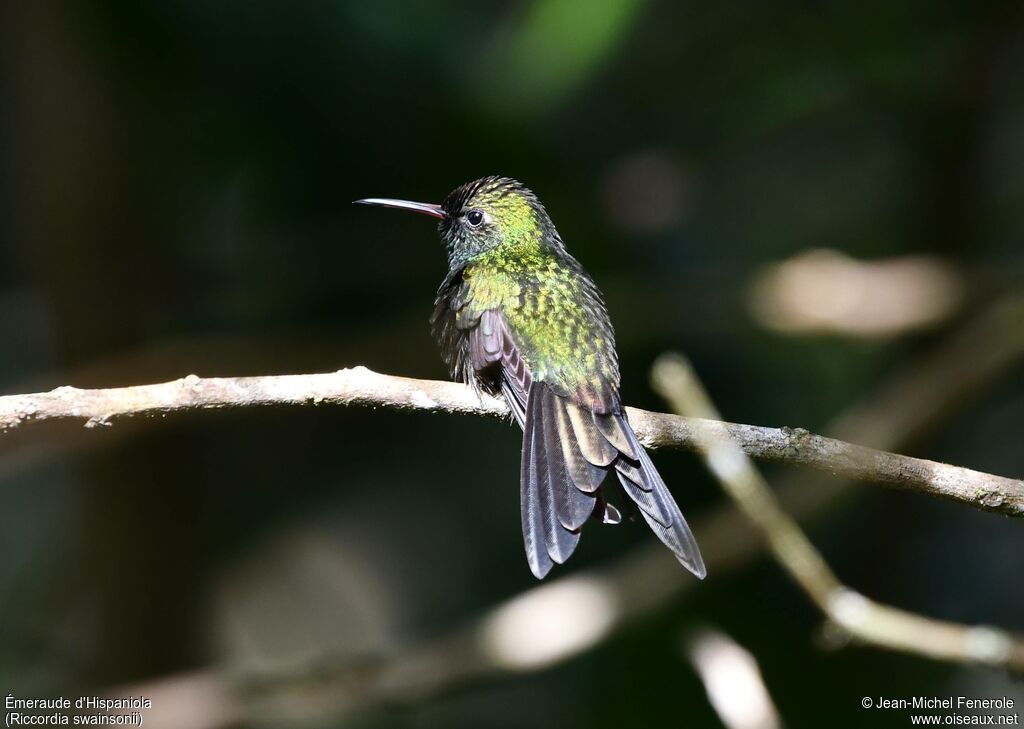 Émeraude d'Hispaniola