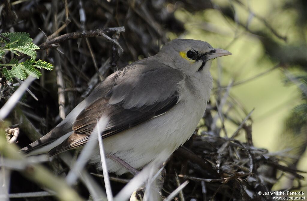 Wattled Starling