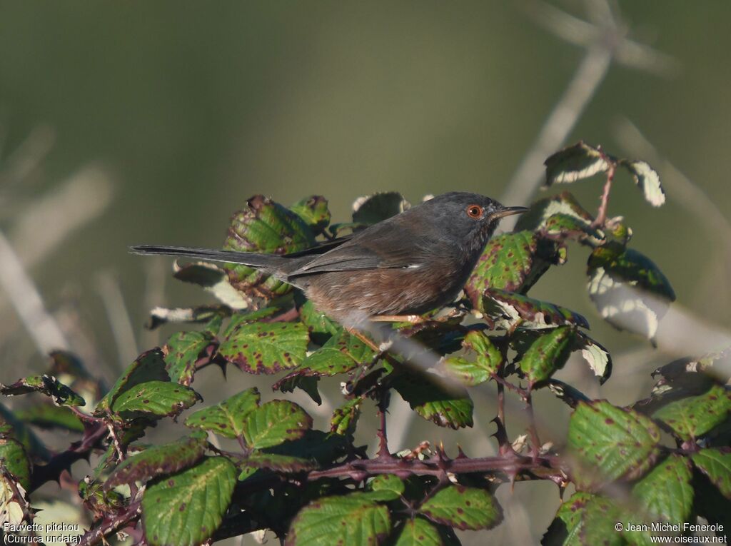 Dartford Warbler