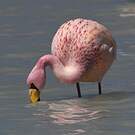 Flamant de James