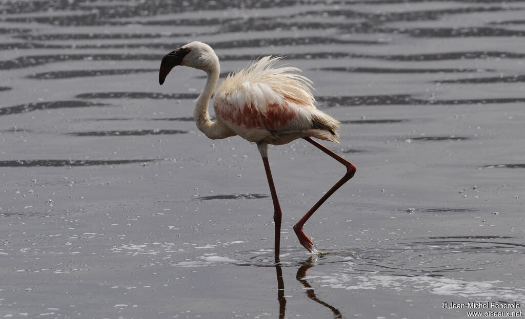 Flamant nain