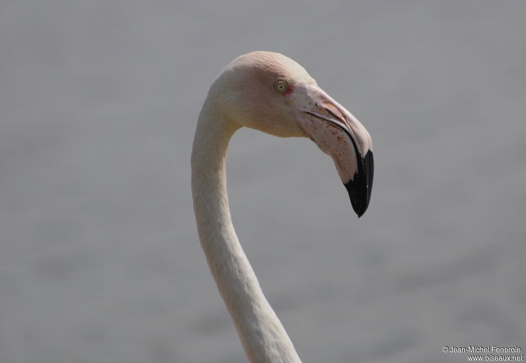 Flamant rose