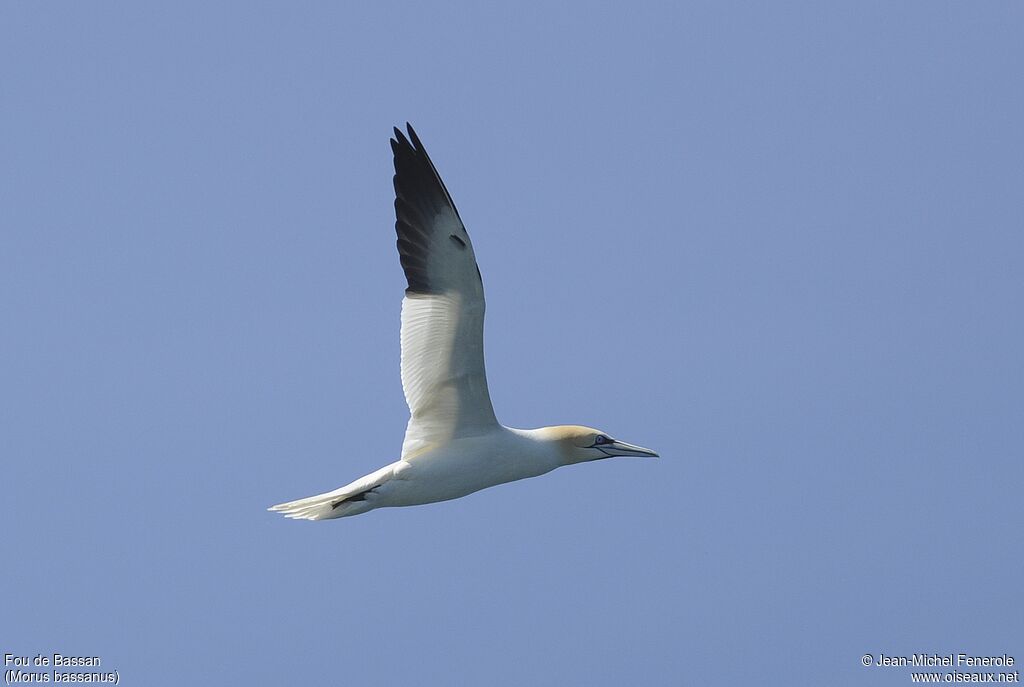 Northern Gannet