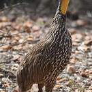 Francolin à cou jaune