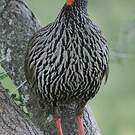 Francolin à gorge rouge