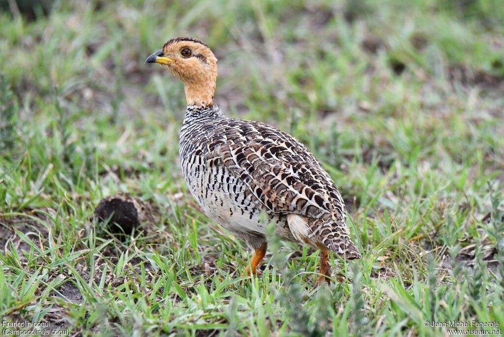 Coqui Francolin