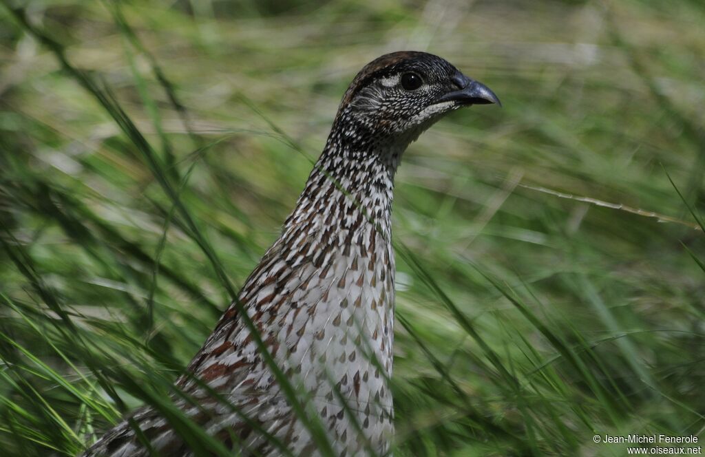 Francolin d'Erckel