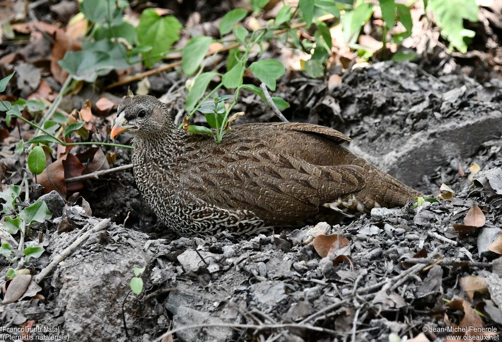 Francolin du Natal