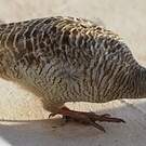 Francolin gris