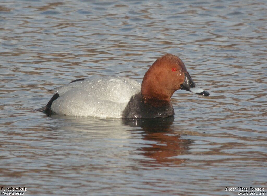 Common Pochard male adult breeding