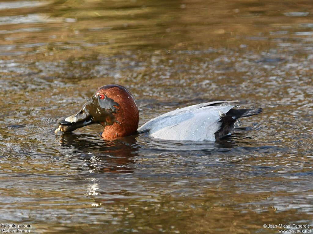 Fuligule milouin mâle, pêche/chasse