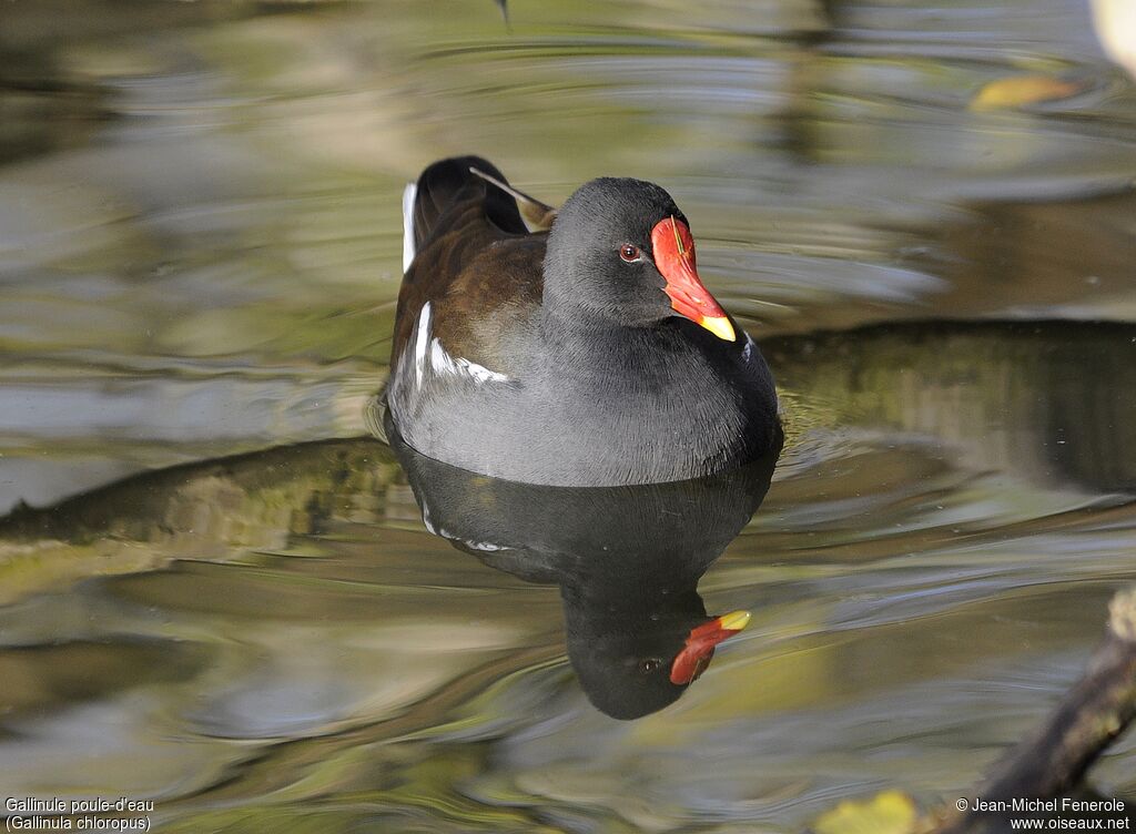 Gallinule poule-d'eau