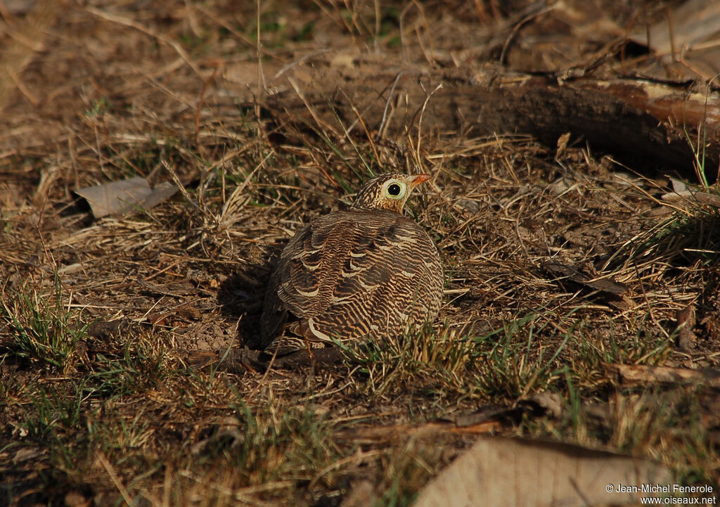 Painted Sandgrouse female adult