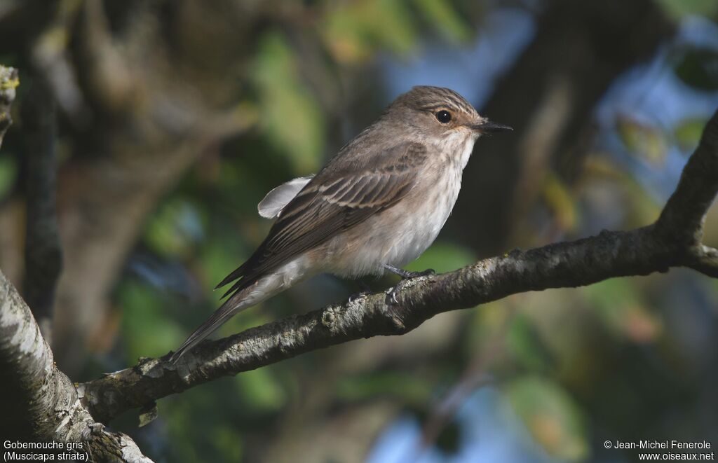 Spotted Flycatcher