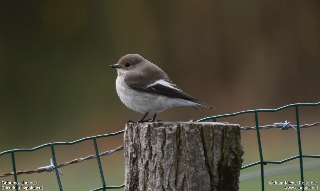 European Pied Flycatcher