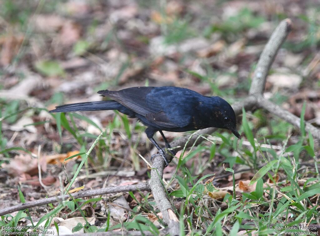 Gobemouche sud-africain