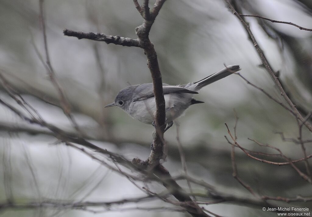 Blue-grey Gnatcatcher