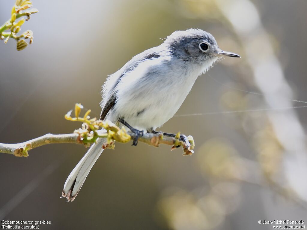 Gobemoucheron gris-bleu