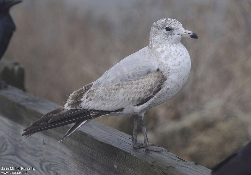 Ring-billed GullSecond year, identification