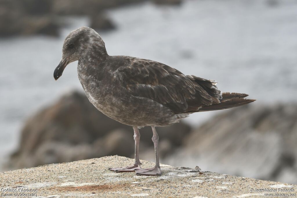 Western Gulljuvenile