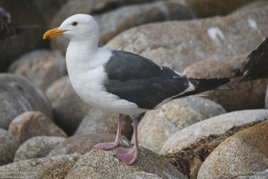 Goéland d'Audubon