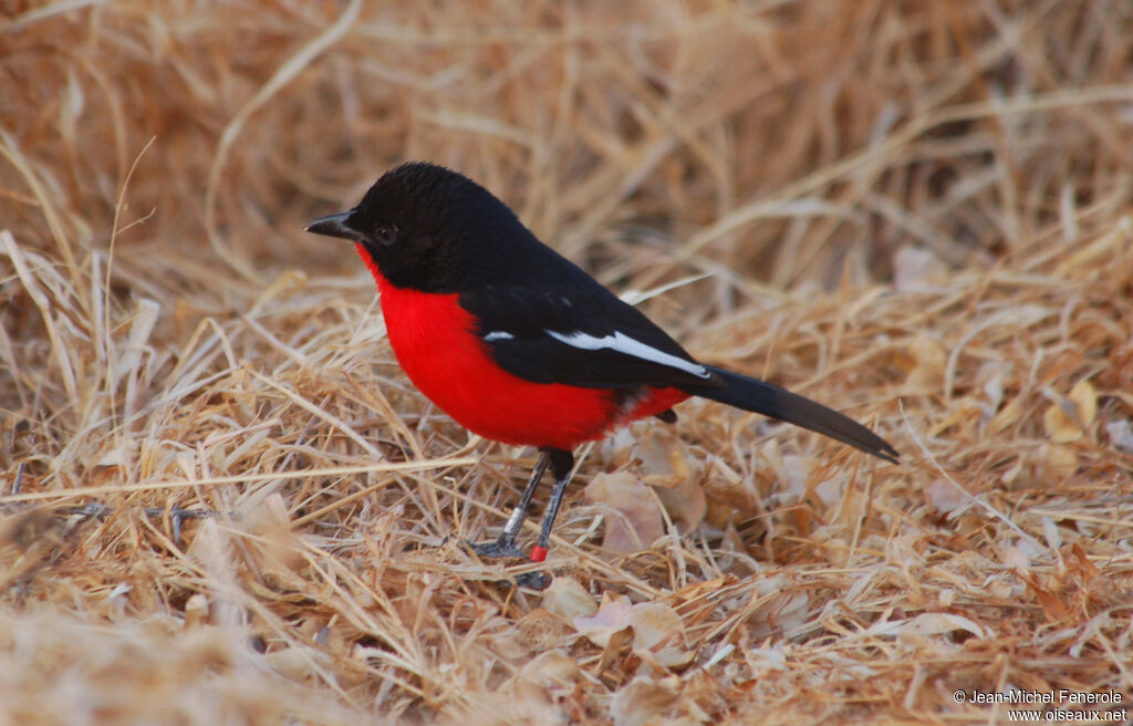 Gonolek rouge et noir