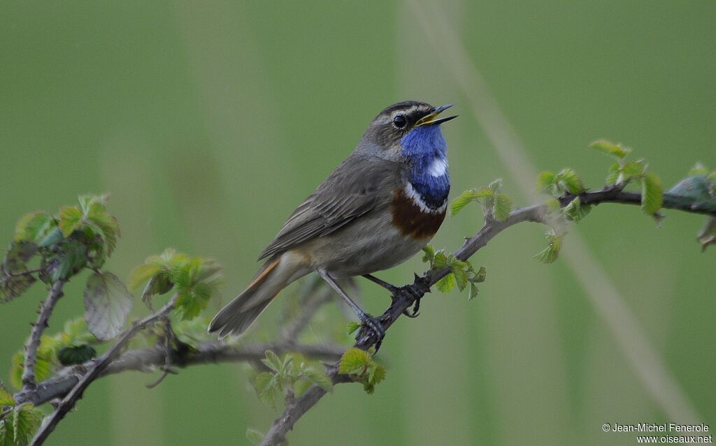 Bluethroat