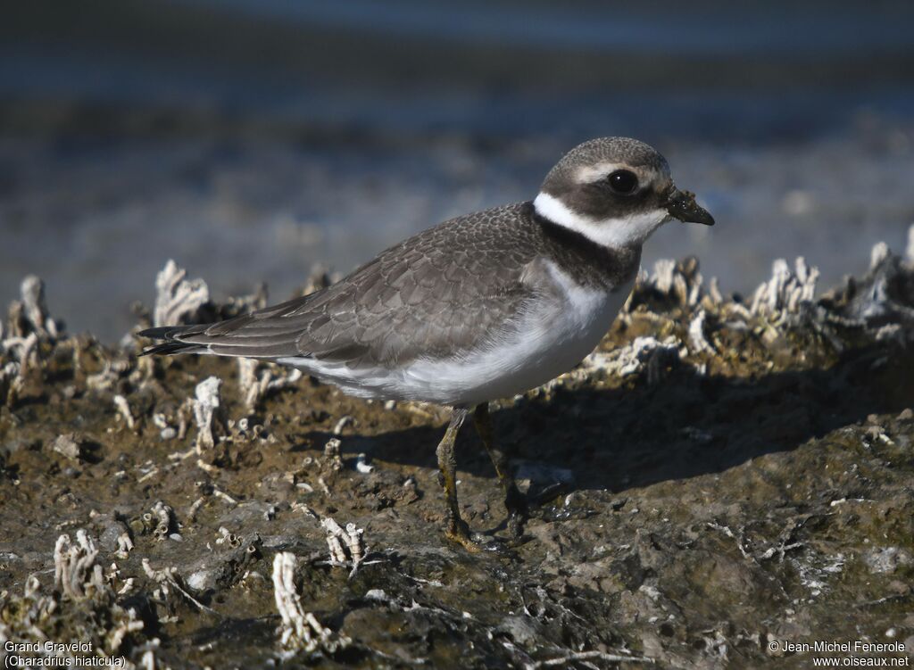 Common Ringed Plover