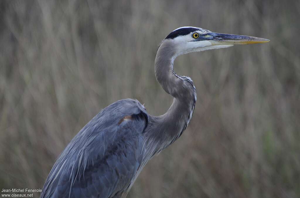 Great Blue Heron, close-up portrait