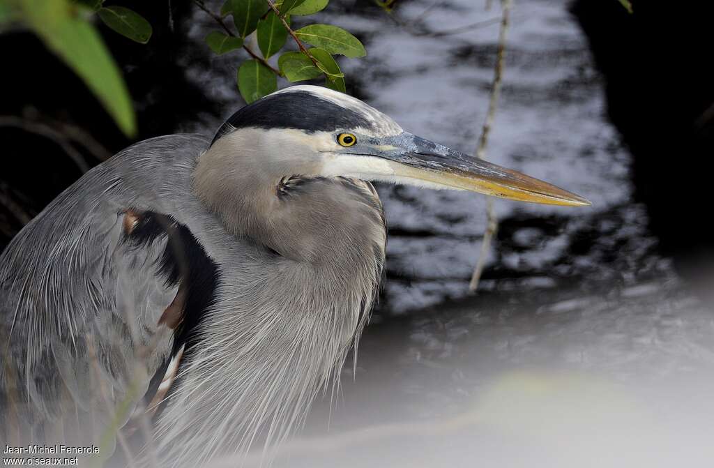 Great Blue Heron, close-up portrait