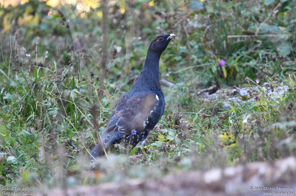 Grand Tétras mâle adulte