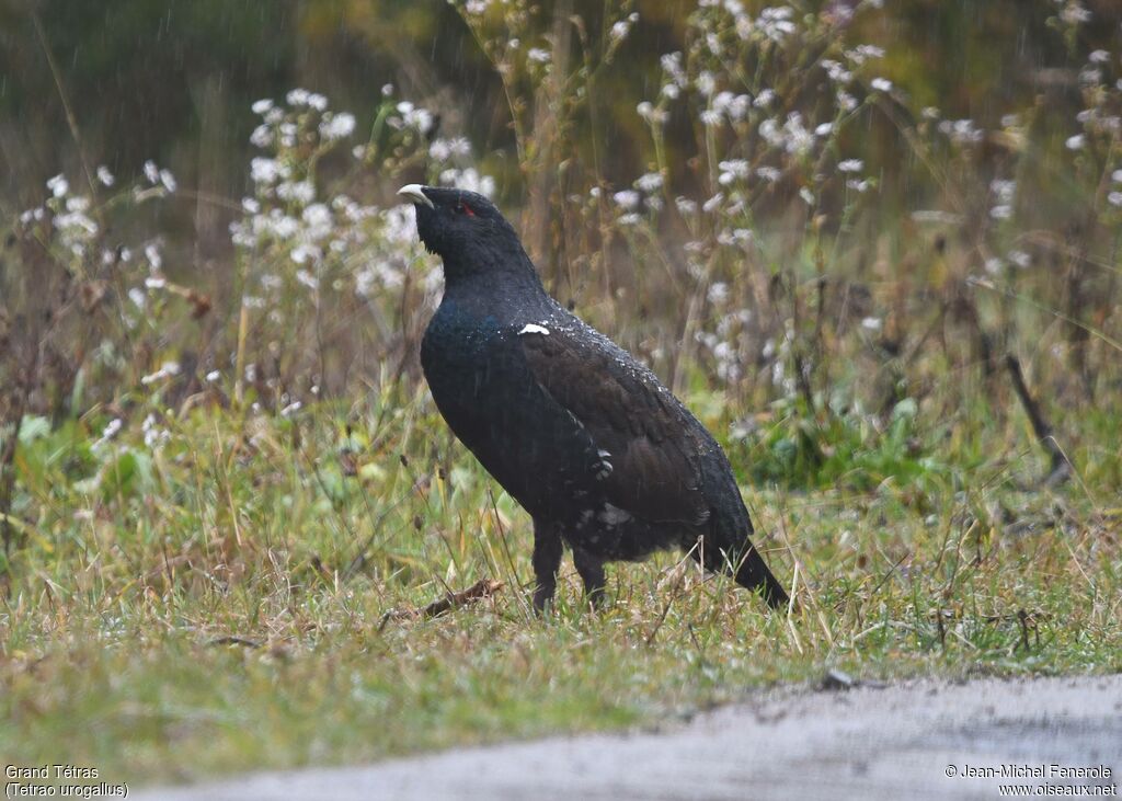 Western Capercaillie