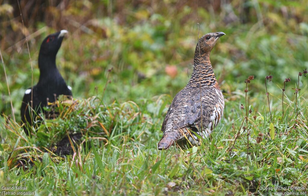 Western Capercaillie