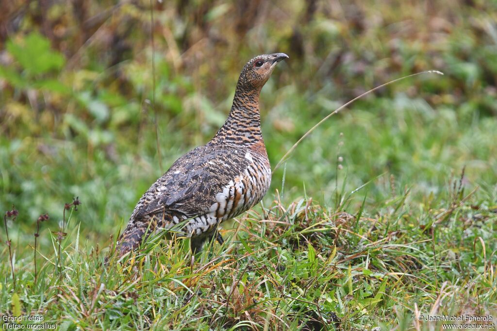 Western Capercaillie