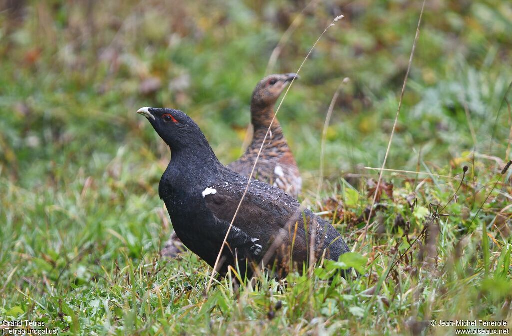 Western Capercaillieadult