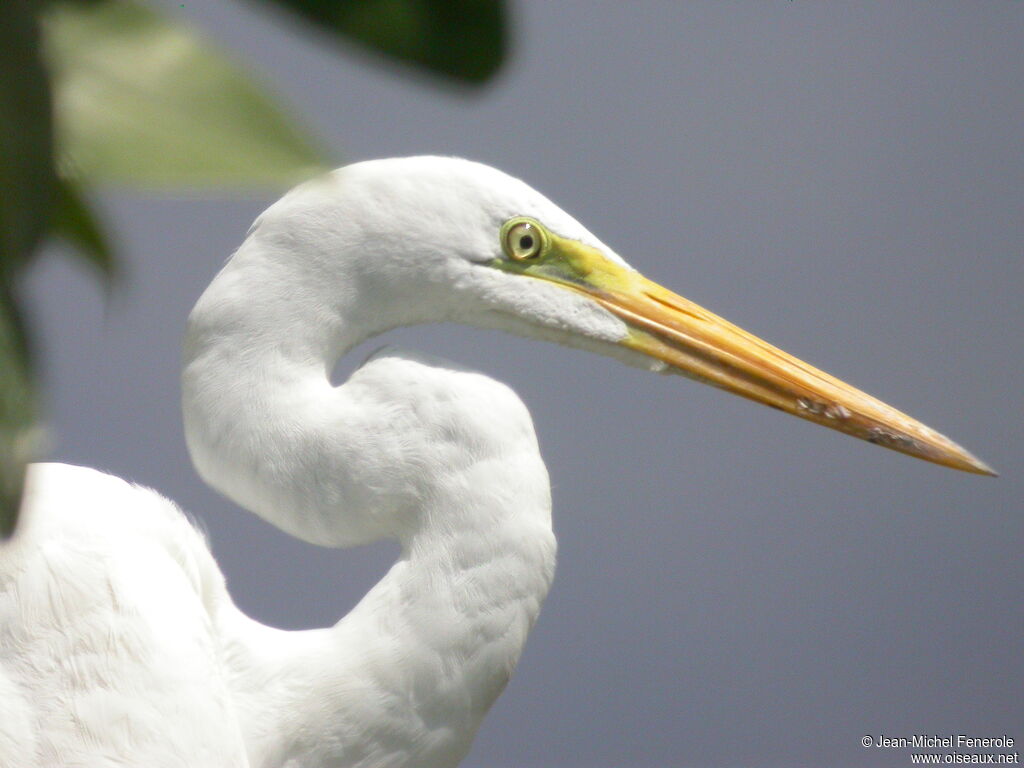 Great Egret