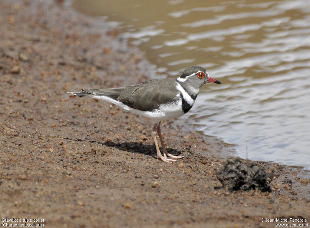 Three-banded Plover