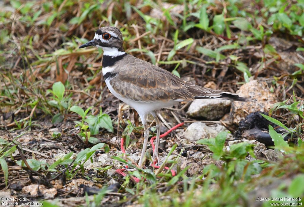 Gravelot kildir - Pluvier kildir<br />