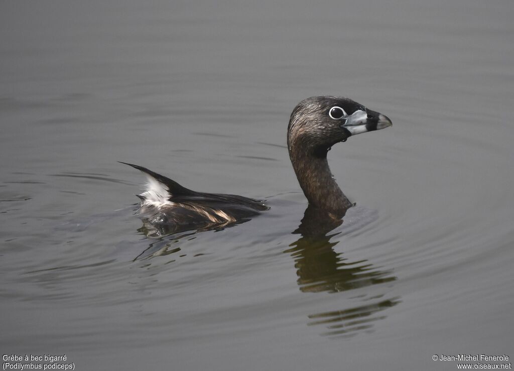 Pied-billed Grebe