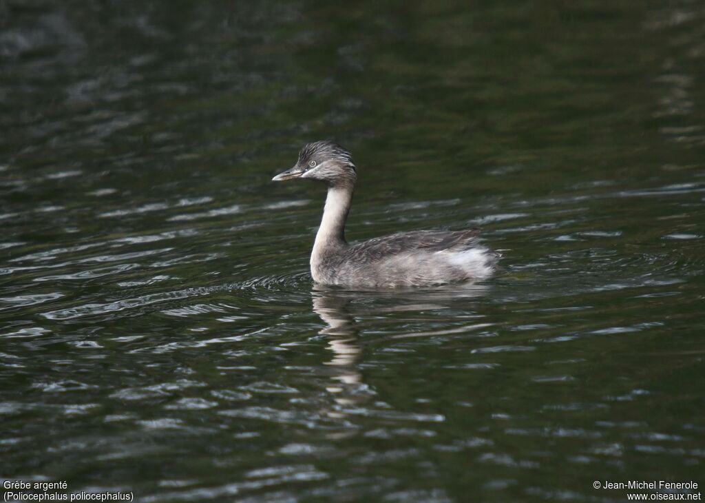 Hoary-headed Grebe