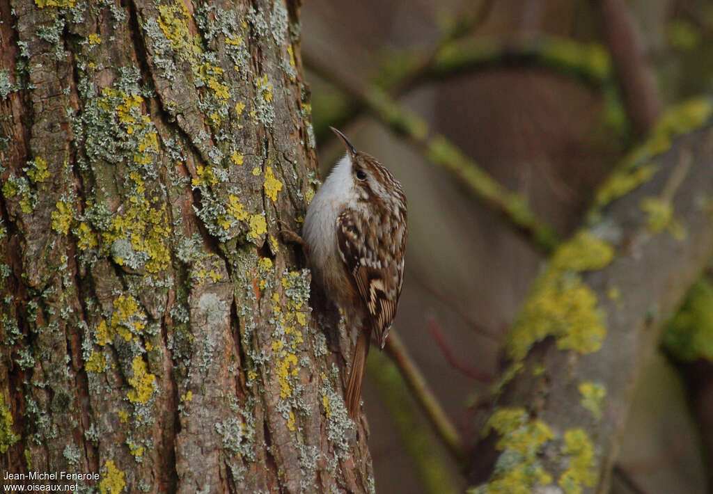 Grimpereau des jardinsadulte, identification