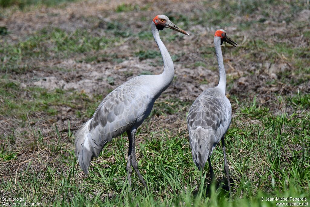 Grue brolga