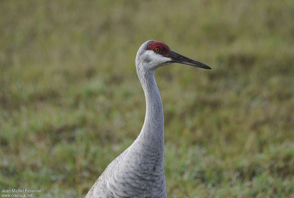 Sandhill Craneadult post breeding, close-up portrait