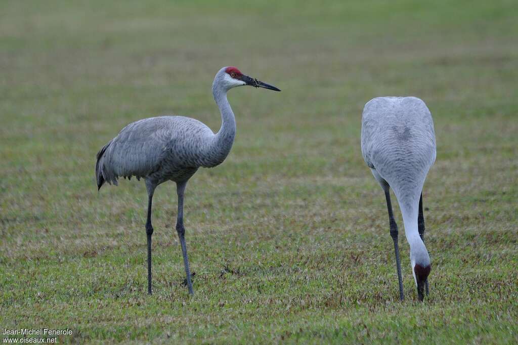 Sandhill Crane