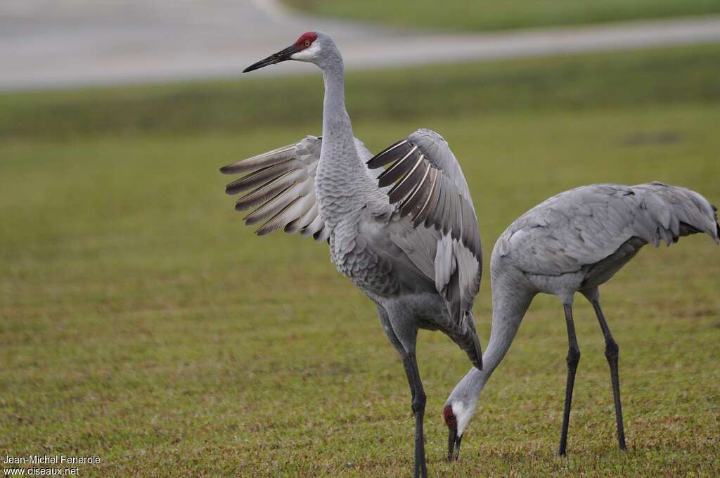 Sandhill Craneadult post breeding, Behaviour