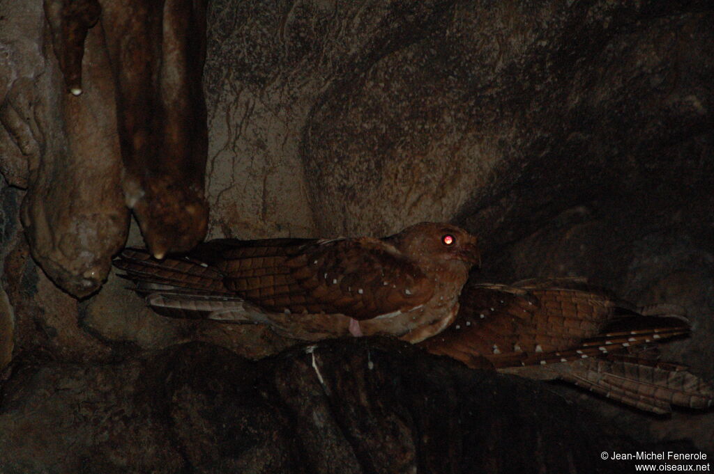 Oilbird 